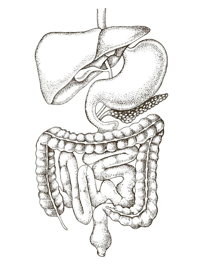 Human digestive system vector illustration stock illustration