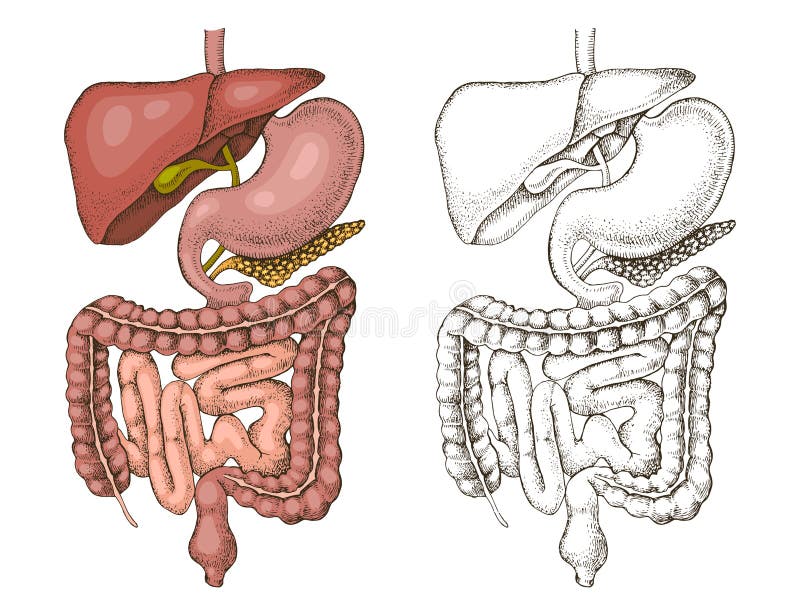 Human digestive system vector illustration royalty free illustration