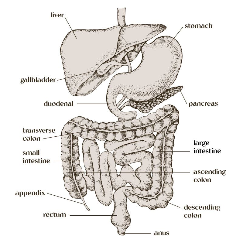 Human digestive system vector illustration vector illustration