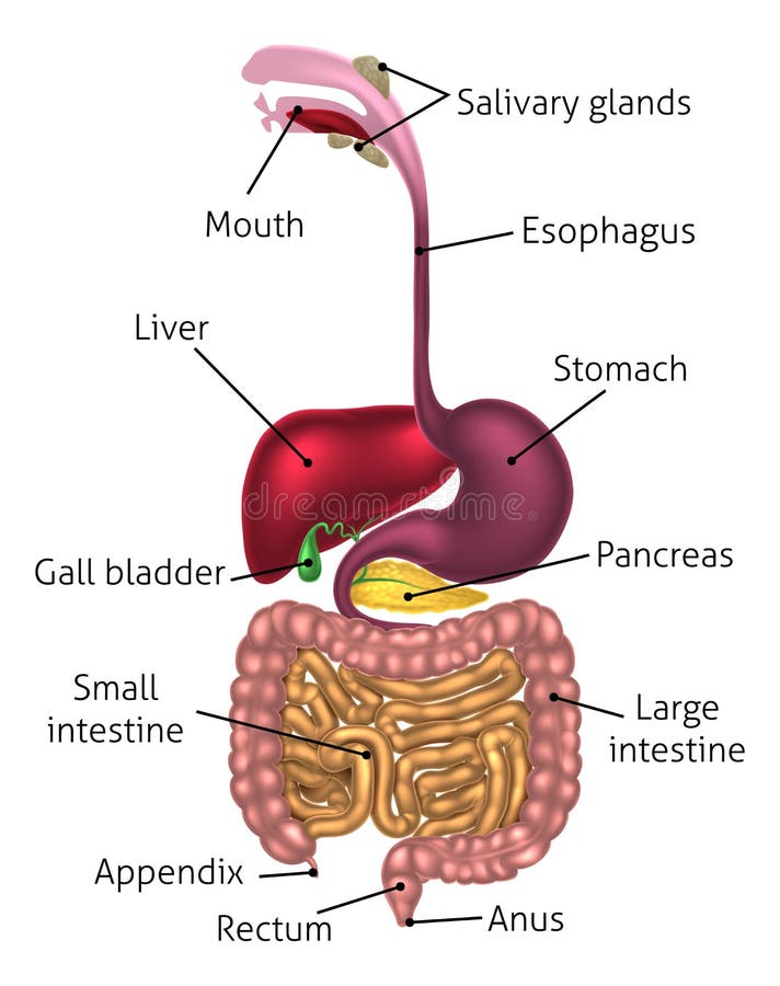 Hombre sistema digestivo, digestivo tracto o digestivo incluido etiquetas a nosotros.