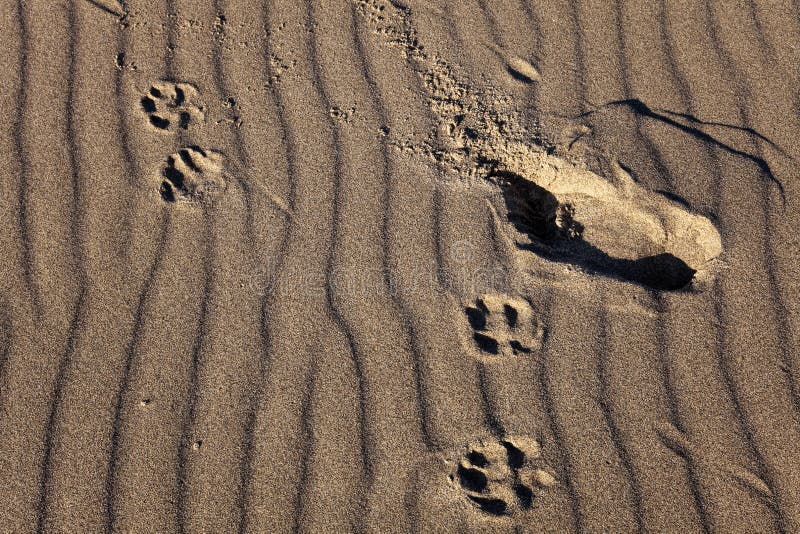 Human and Dog Tracks on a Sand Waves Background Stock Image - Image of