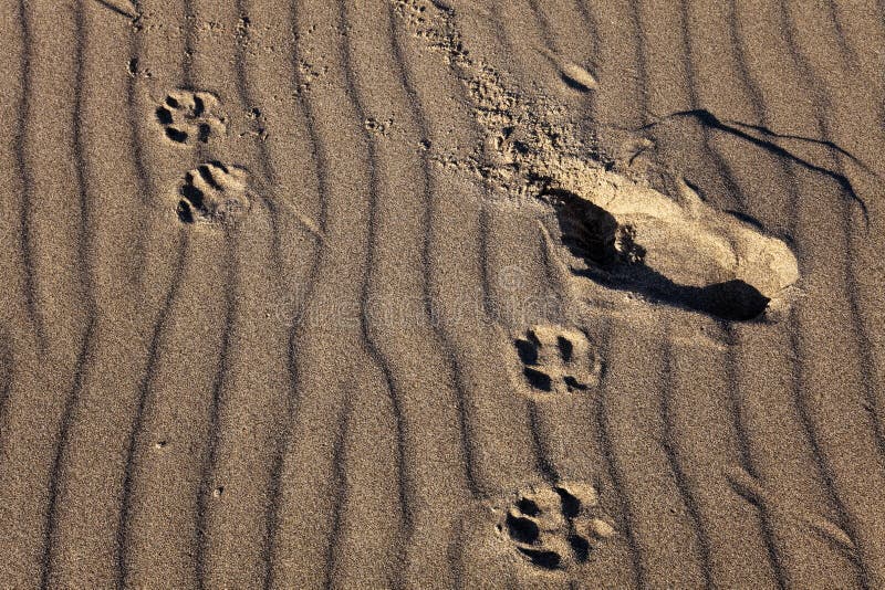 Human and dog tracks on a sand waves background