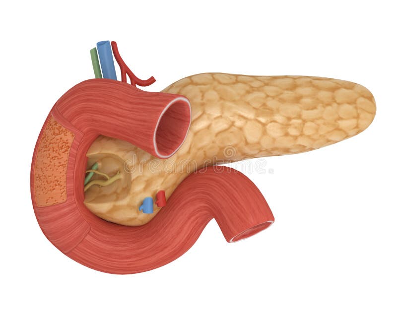 Menschliche Zwölffingerdarm isoliert auf weißem 3d-Darstellung.