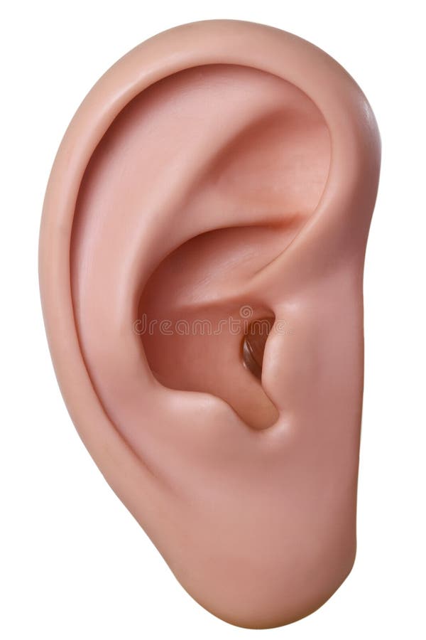 Das menschliche Ohr-Modell isoliert auf weißem hintergrund.