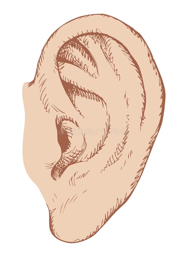Human Ear Hand Drawn Vintage Sticker
