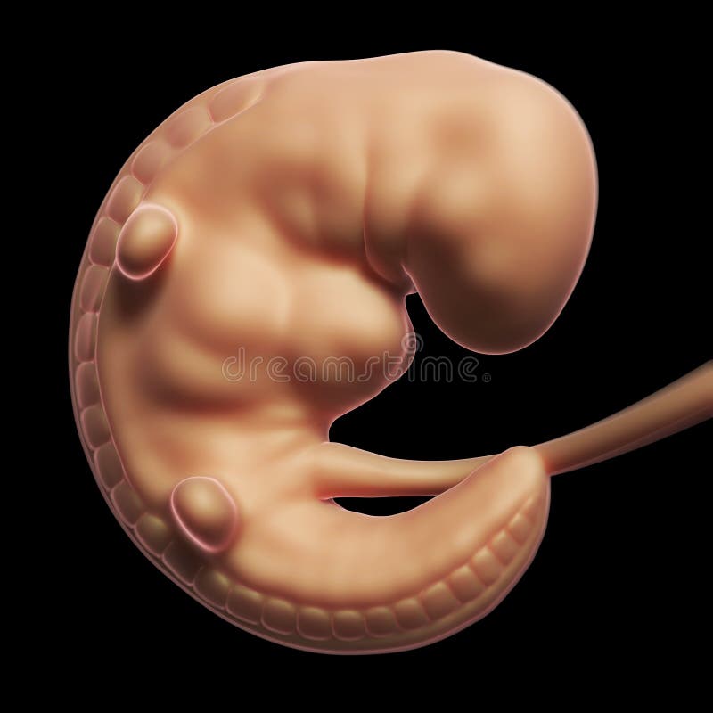 Human embryo month 1 royalty free illustration