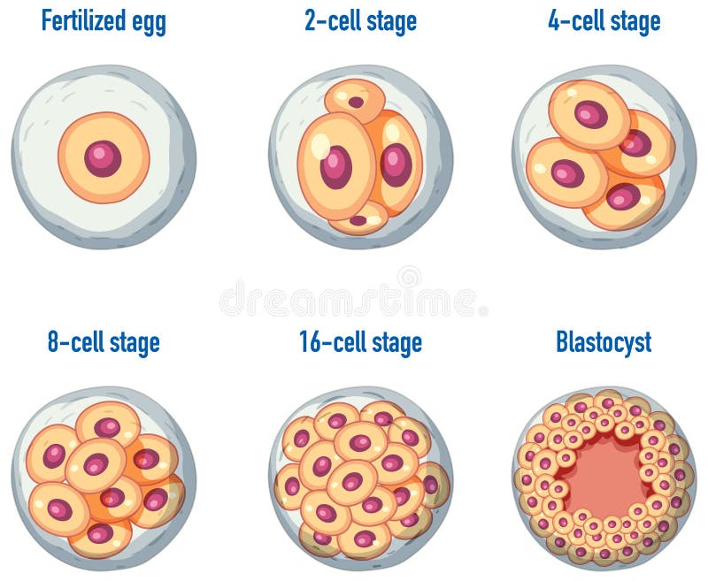 Human Embryonic Development in Human Stock Vector Biology Diagrams