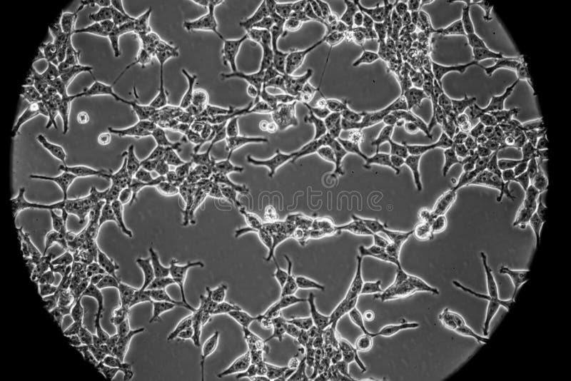 Human Embryonic Kidney 293 cells (HEK293) royalty free stock image