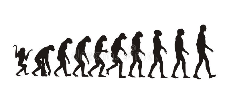 Human evolution