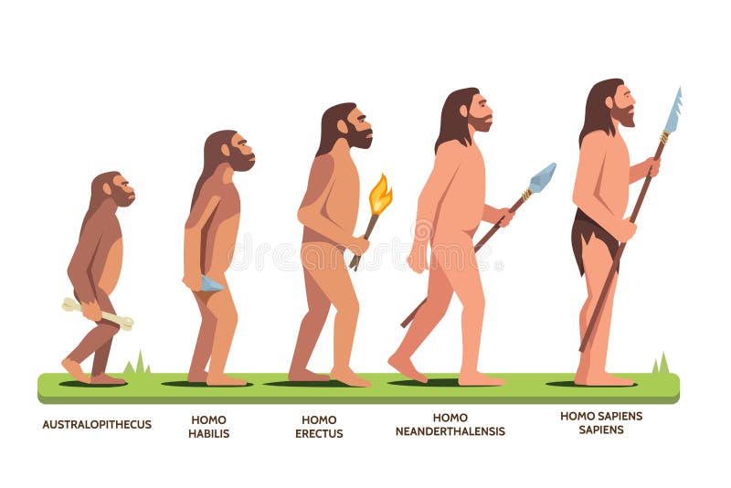 Human evolution stages and man progression stages