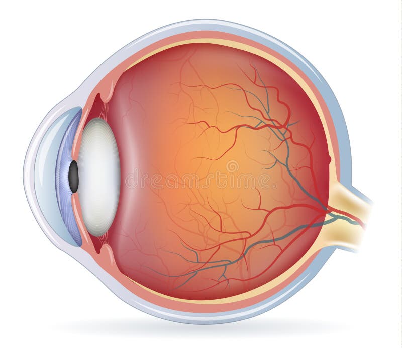 Human eye anatomy