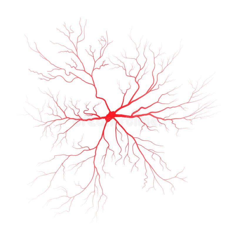Human Eye Blood Veins Vessels Silhouettes Vector Illustration Isolated ...