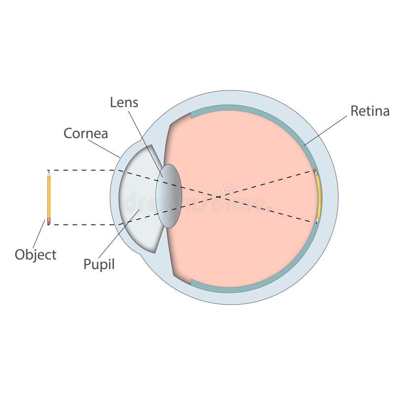 Human Eye Coloured Diagram Choice Image - How To Guide And 