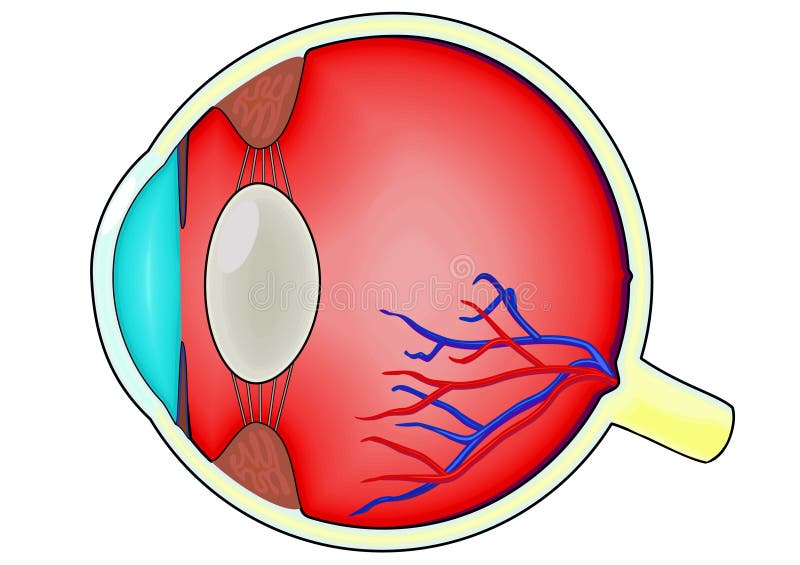 httpsroyalty free stock photography human eye diagram image7695507