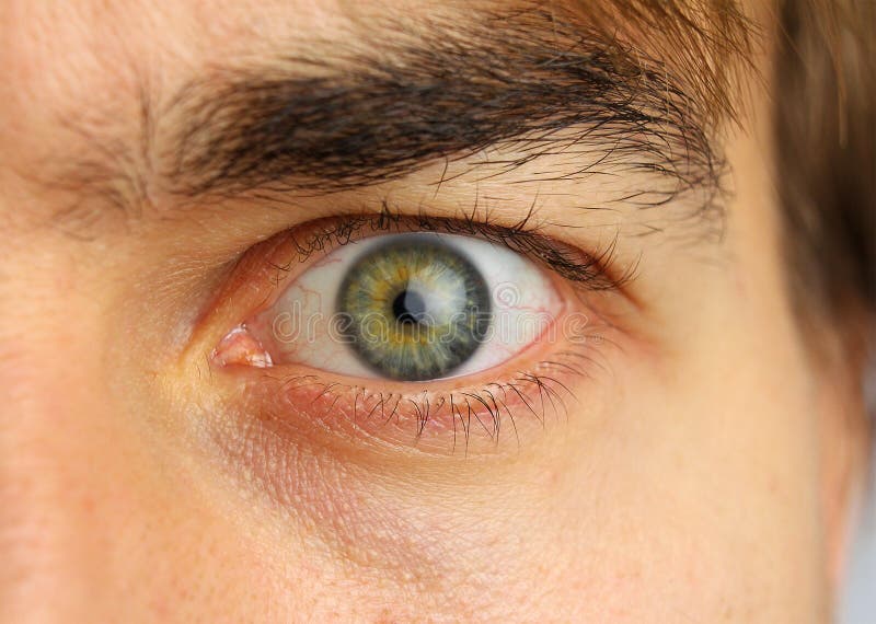 Human eye and eyebrow close-up