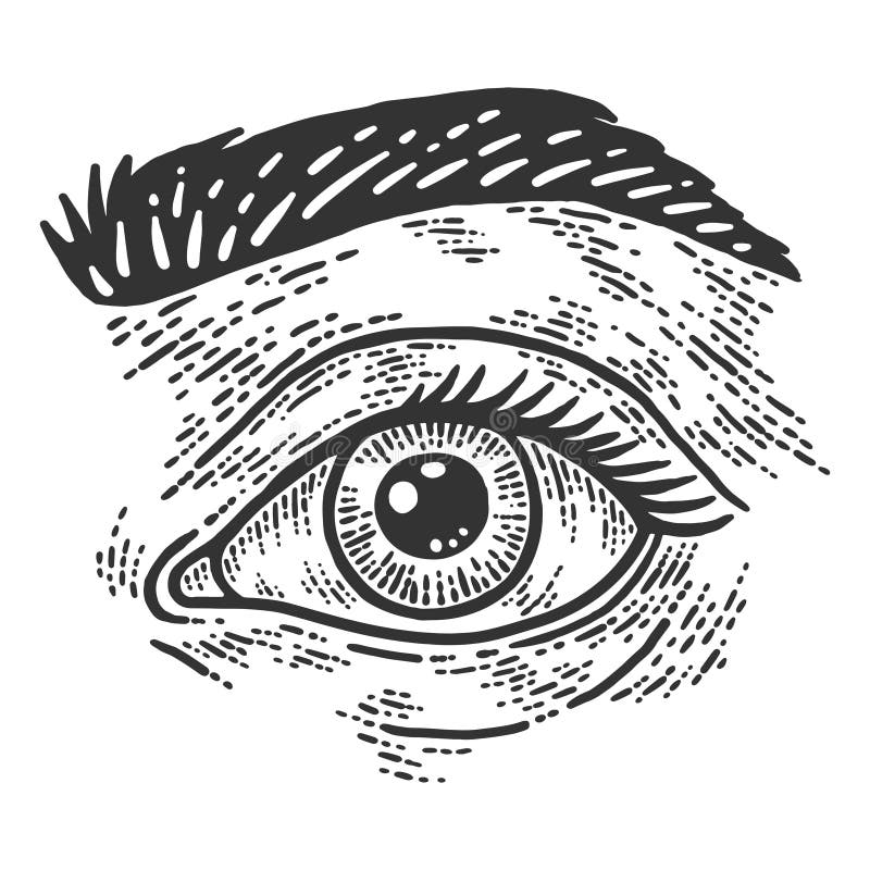 Human Eye and Eyebrow. Sketch Scratch Board Imitation. Black and White