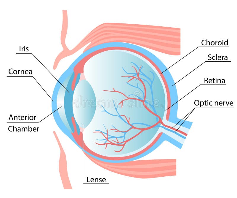 Human eye structure scheme stock illustration. Illustration of nerve