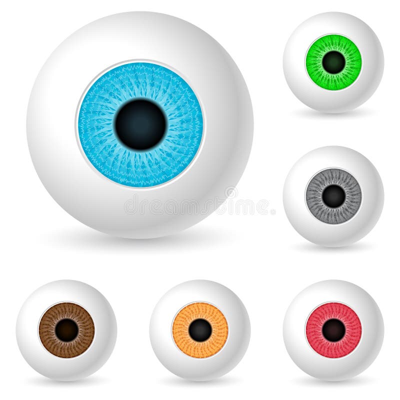 Human eyeballs vector illustration Human eyeballs vector illustration