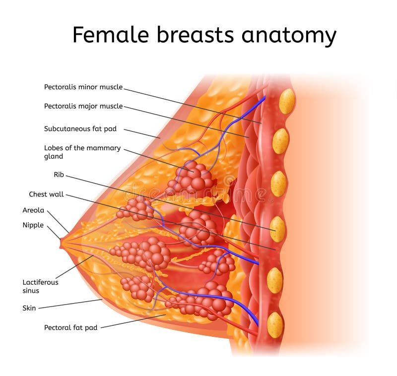 https://thumbs.dreamstime.com/b/human-female-brest-anatomy-medical-vector-scheme-breast-detailed-labels-cross-section-view-infographic-chart-physiology-120256920.jpg