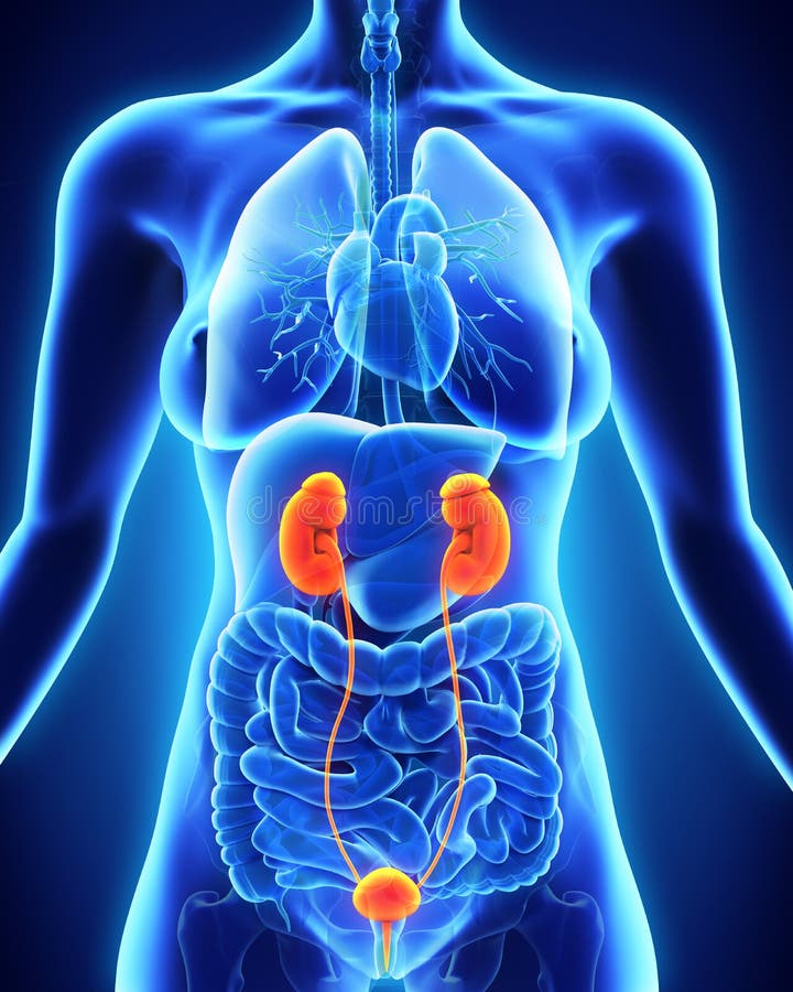 Top 28+ Images where are kidneys located on a woman Superb Top 28+ Images where are kidneys located on a woman Superb