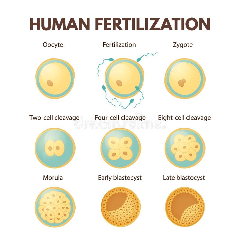 Human Fertilization Diagram Stock Vector Illustration Of Person Marry 46398091