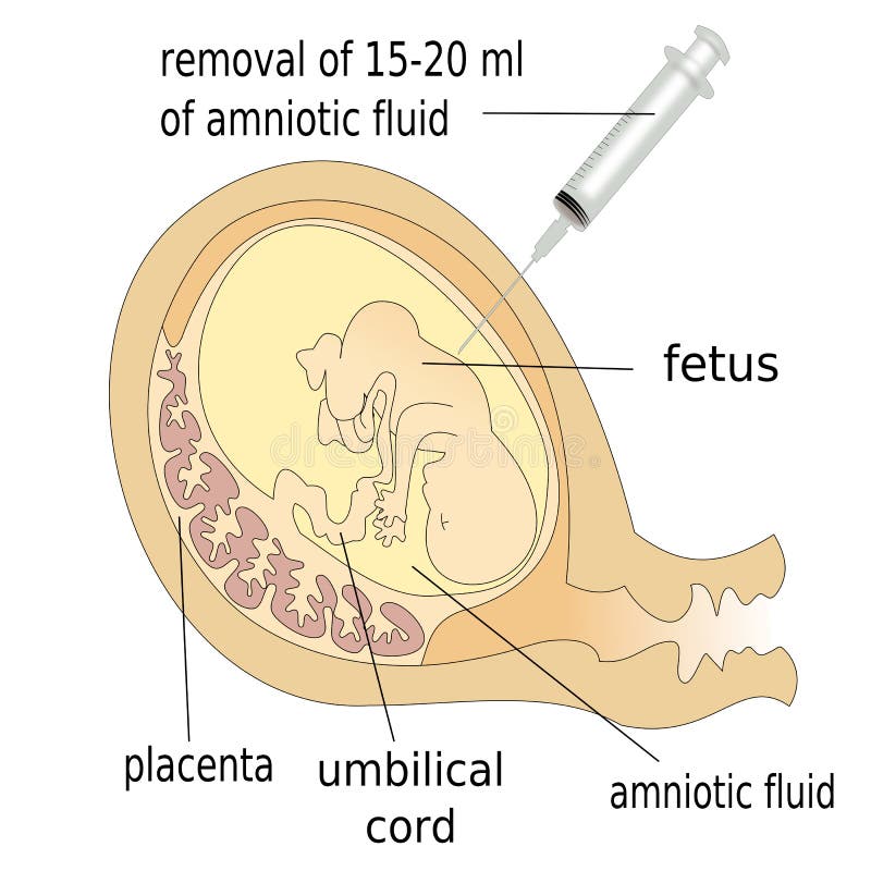 Human fetus vector illustration
