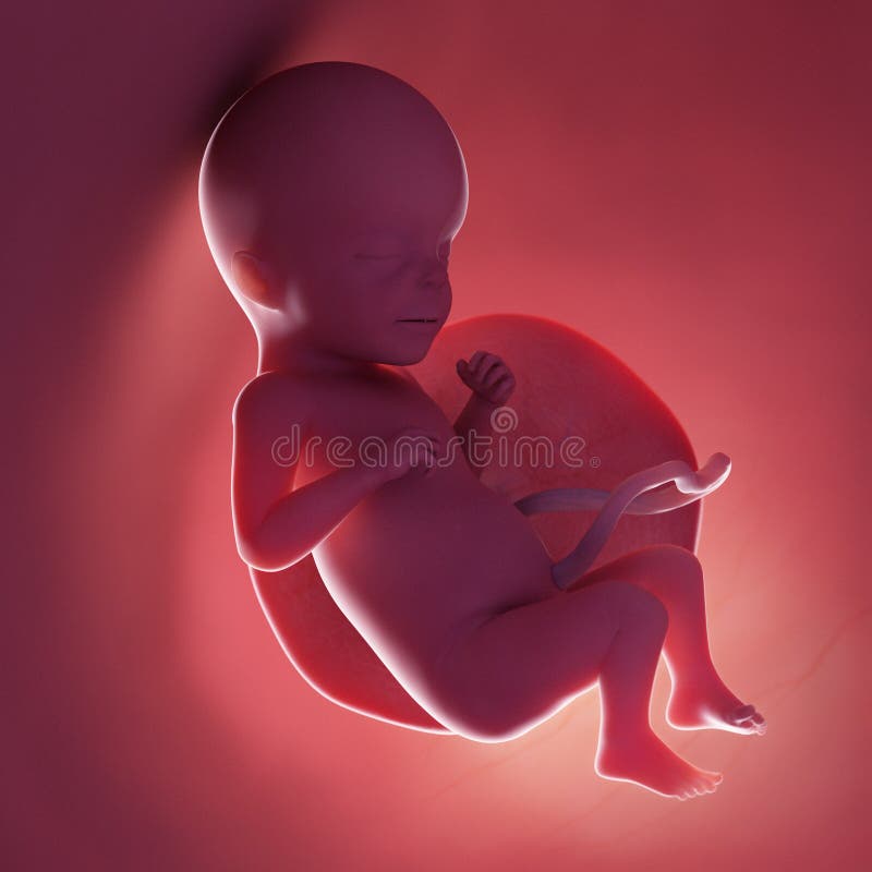 Дети внутри мамы. Fetus in Womb Red.