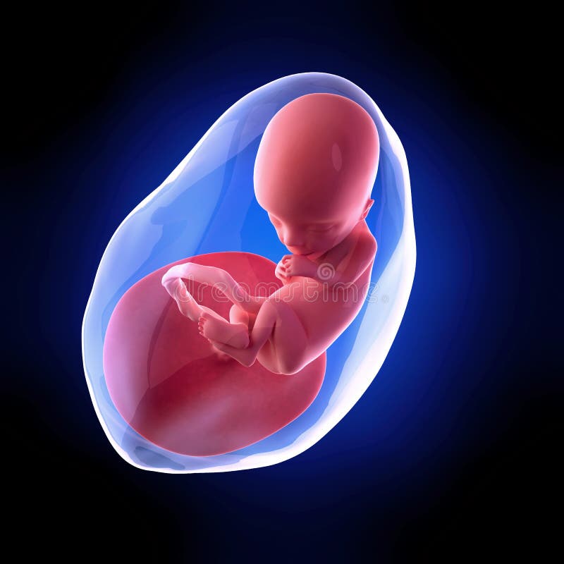 human-fetus-week-13-stock-illustration-illustration-of-physiology