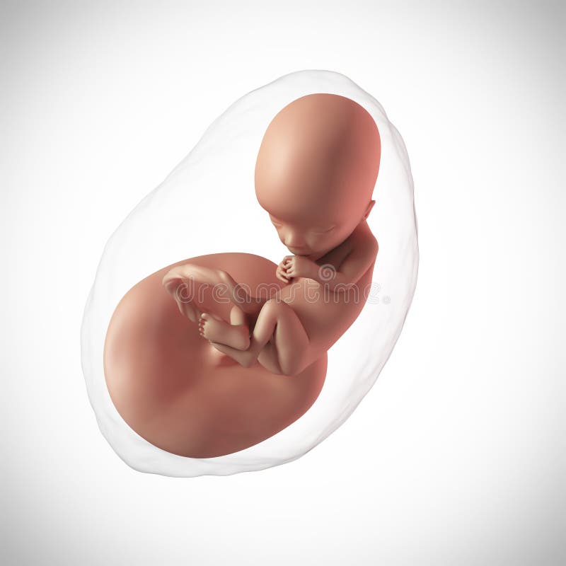 Human fetus - week 13 