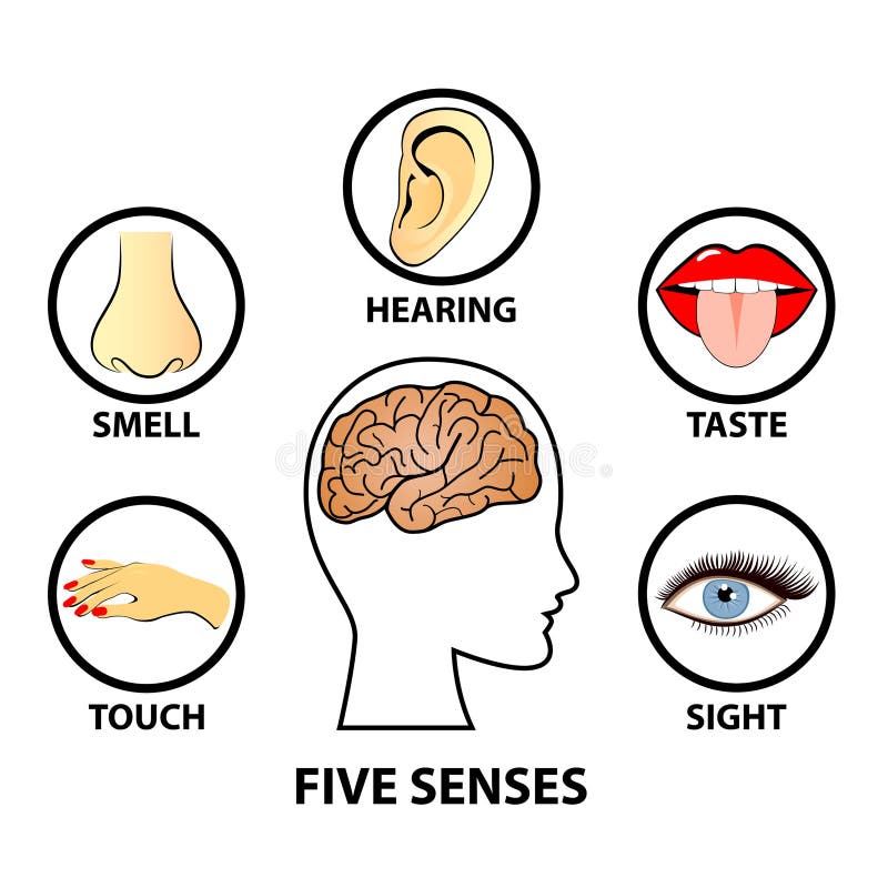 Human Five Senses, Education Concept. Stock Vector - Illustration of ...