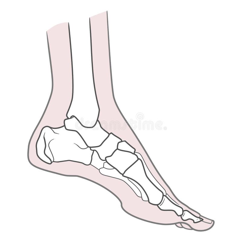 Human foot anatomy. Left leg inside view. Bones of the foot. Isolated on a white background vector illustration Human foot anatomy. Left leg inside view. Bones of the foot. Isolated on a white background vector illustration