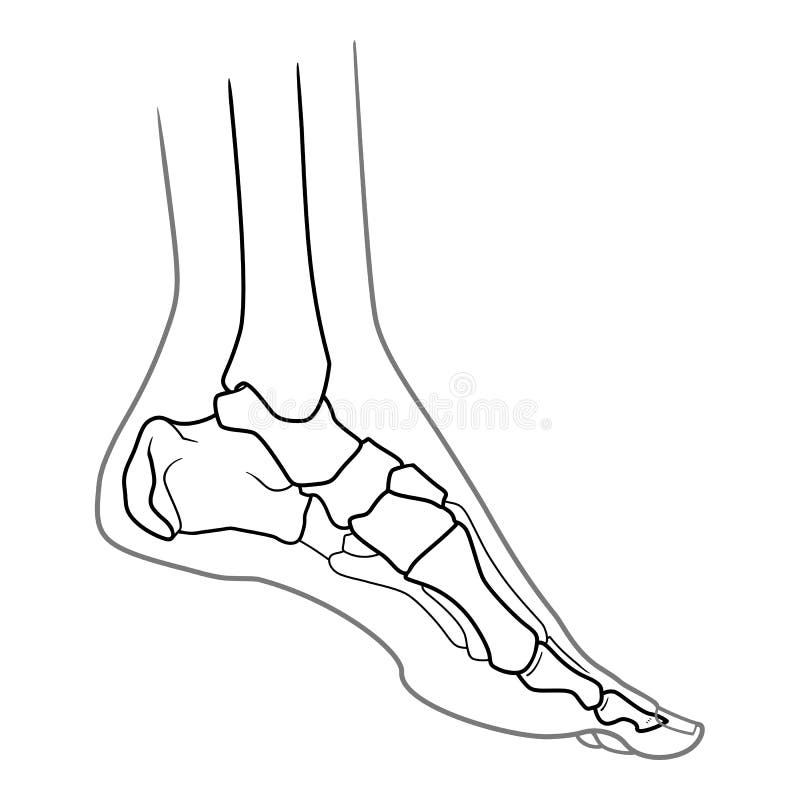 Human Foot Anatomy. Left Leg Inside View. Bones of the Foot Stock