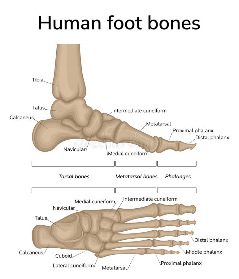 Human foot bones stock vector. Illustration of feet - 244347940