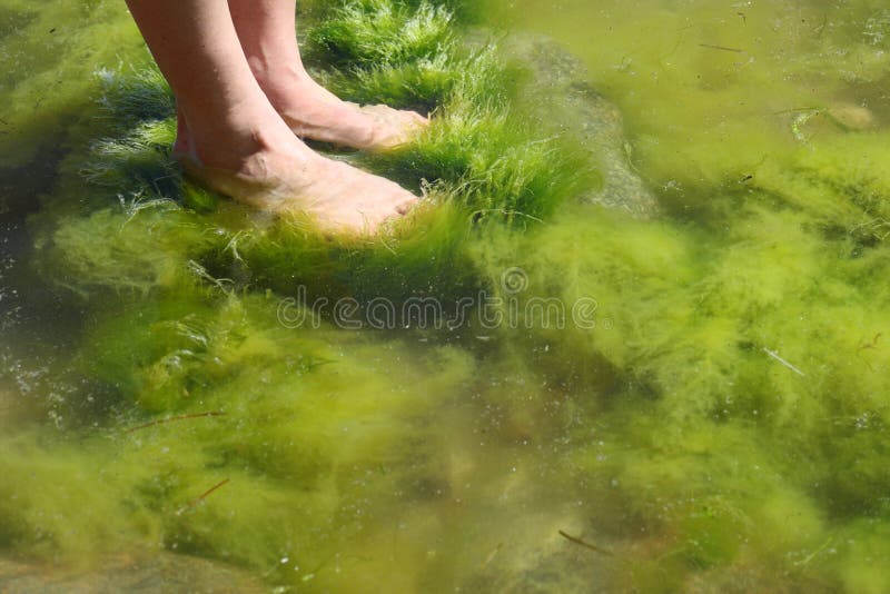 Human foot in the seaweed