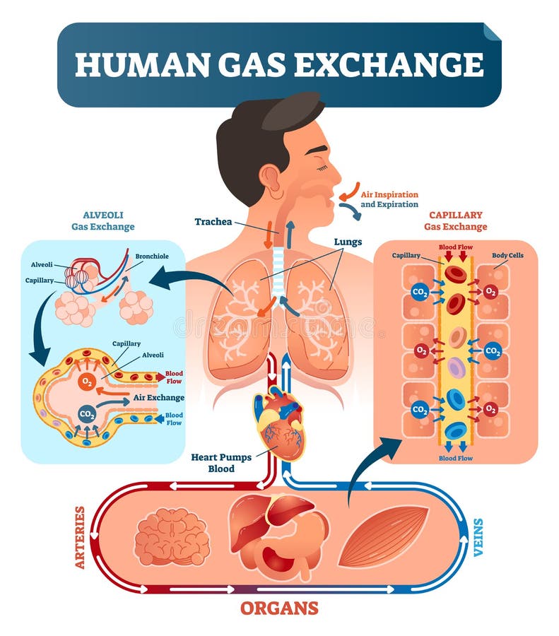 Human gas exchange system vector illustration. Oxygen travel from lungs to heart, to all body cells and back to lungs as CO2. Red blood cells transporting oxygen from alveoli capillary to all organs.