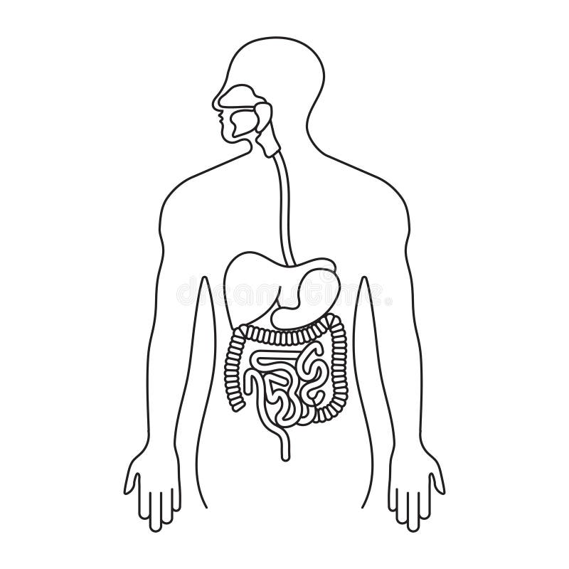 Digestion Stock Illustrations, Vecteurs, & Clipart – (31,759 Stock