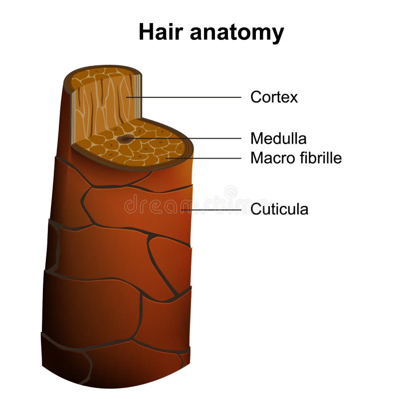 Human hair anatomy medical vector illustration isolated on white background stock illustration Human hair anatomy medical vector illustration isolated on white background stock illustration