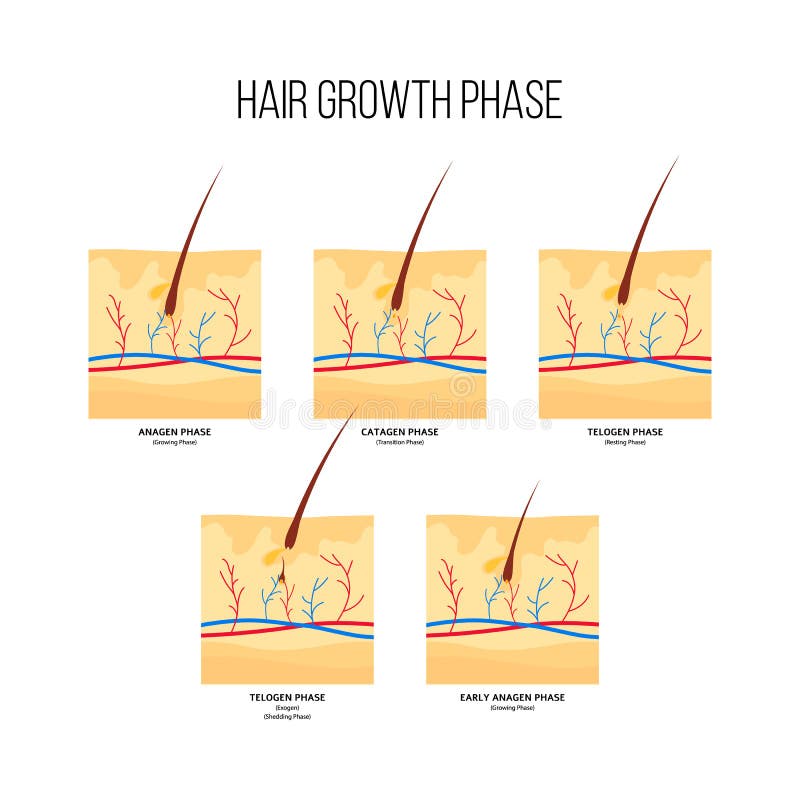 Hair Growth Cycle Stock Illustrations – 241 Hair Growth Cycle Stock Illustrations, Vectors & Clipart - Dreamstime Hair Growth Cycle Stock Illustrations – 241 Hair Growth Cycle Stock Illustrations, Vectors & Clipart - Dreamstime