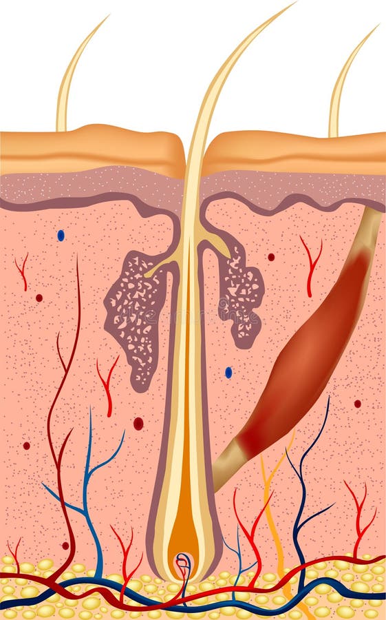 Human hair structure anatomy illustration. Vector vector illustration