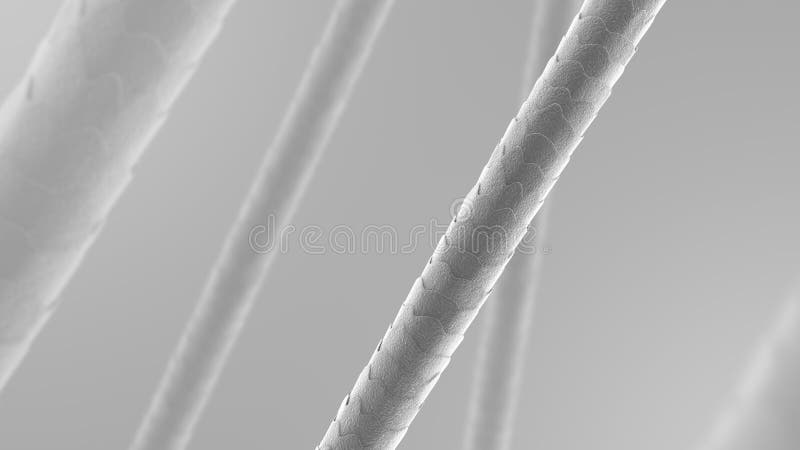 Hair Microscope Stock Illustrations – 751 Hair Microscope Stock Illustrations, Vectors & Clipart - Dreamstime Hair Microscope Stock Illustrations – 751 Hair Microscope Stock Illustrations, Vectors & Clipart - Dreamstime
