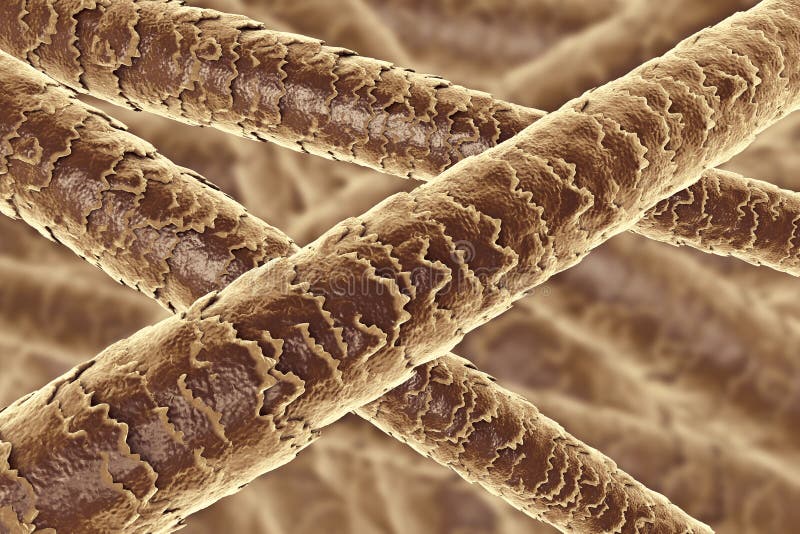 6. Using Methyl Blue to Identify Hair Damage under the Microscope - wide 2