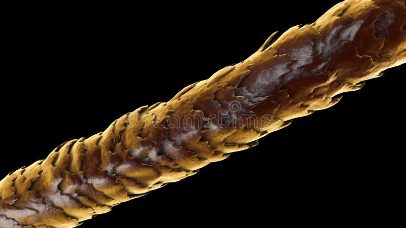 Human Hair Under Microscope, Illustration Stock Illustration - Illustration  of view, brown: 171300276