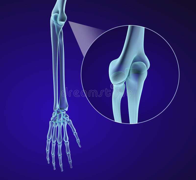 Human hand anatomy. Medically accurate royalty free illustration Human hand anatomy. Medically accurate royalty free illustration