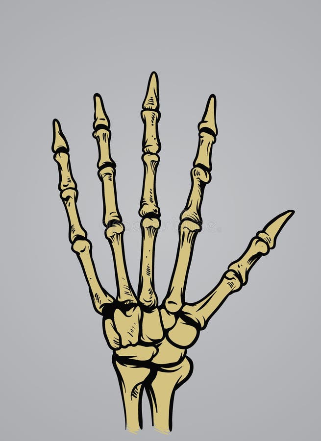 Human hand bone vector illustration Human hand bone vector illustration
