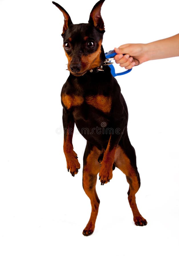 Human hand and dog stock photo. Image of calm, adorable 15484400