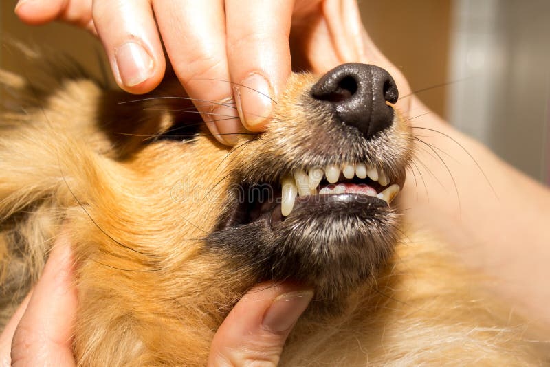 Human hand on a dog mouth stock image. Image of animal 113658619