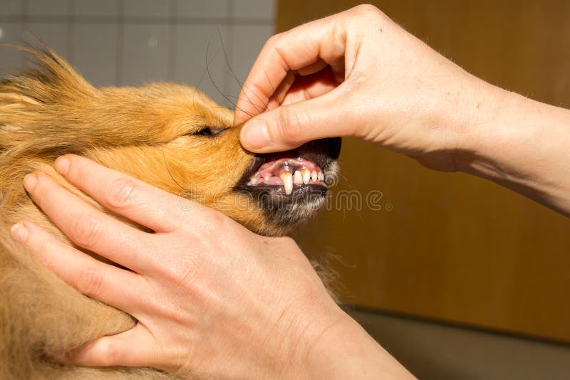 Human hand on a dog mouth stock photo. Image of hand 113658638