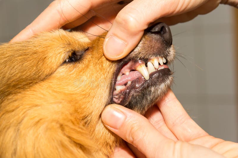 Human hand on a dog mouth stock image. Image of perfusion 113658645