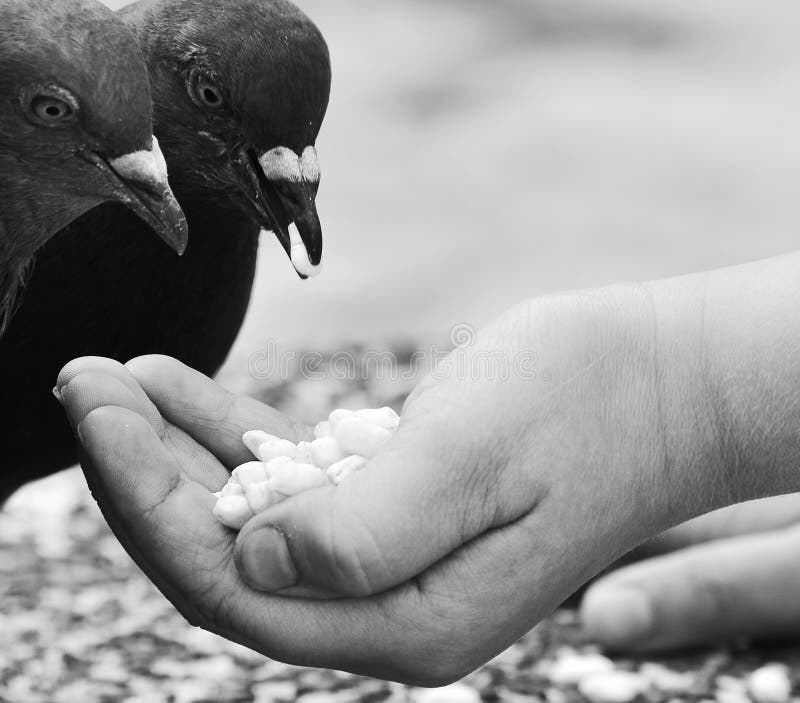 Human Hand Feeding the Bird. Stock Image Image of love, claws 31967213