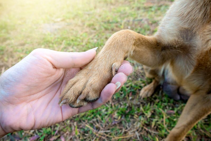 why does my dog hold my hand